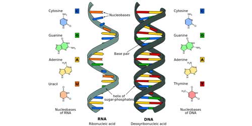 Deoxyribose Nucleic Acid and Ribose Nucleic Acid
