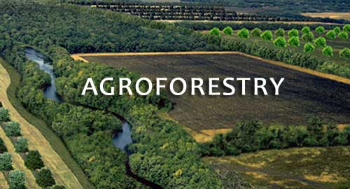 agroforestry