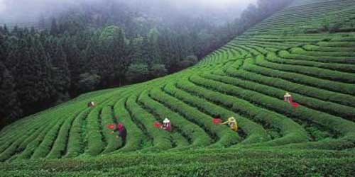 Crops Grown And Types Of Soils In India Syskool