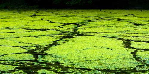 Facts About Algae