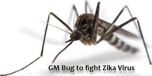 zika ades moquito